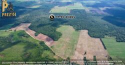 49.90 Lush & Fertile Jungle Property near Little Belize, Corozal, Progresso, Corozal District